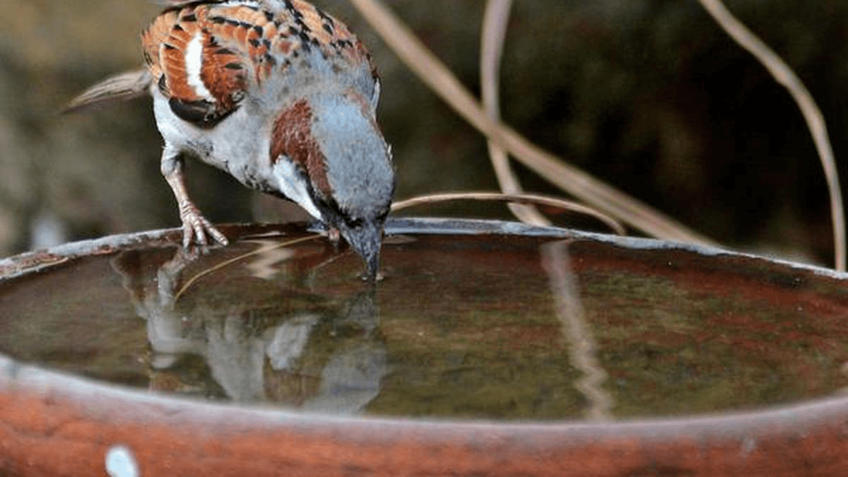 Here's how to help the birds this summer - The Hindu